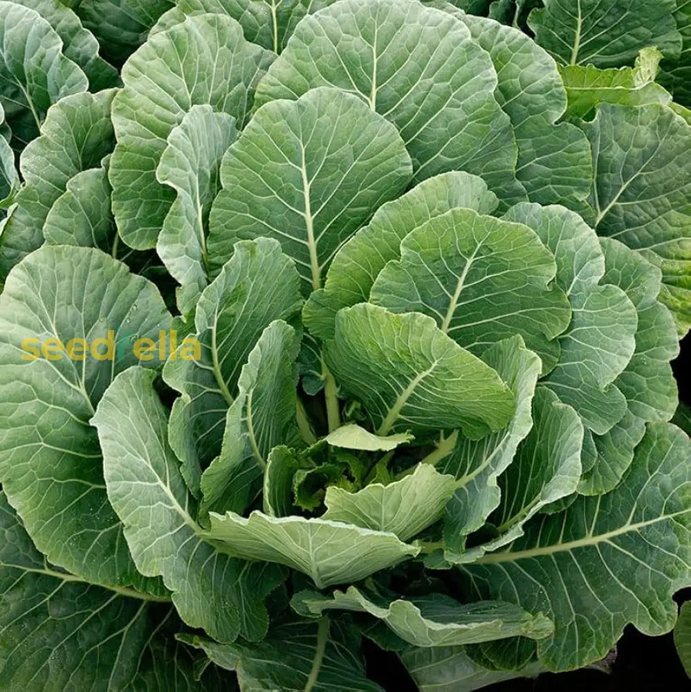 Collard Green Vegetable Seeds For Gardeners Seeds