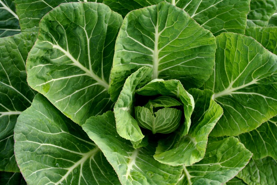 Collard Greens Seeds For Planting Hearty Vegetables Vegetable Seeds