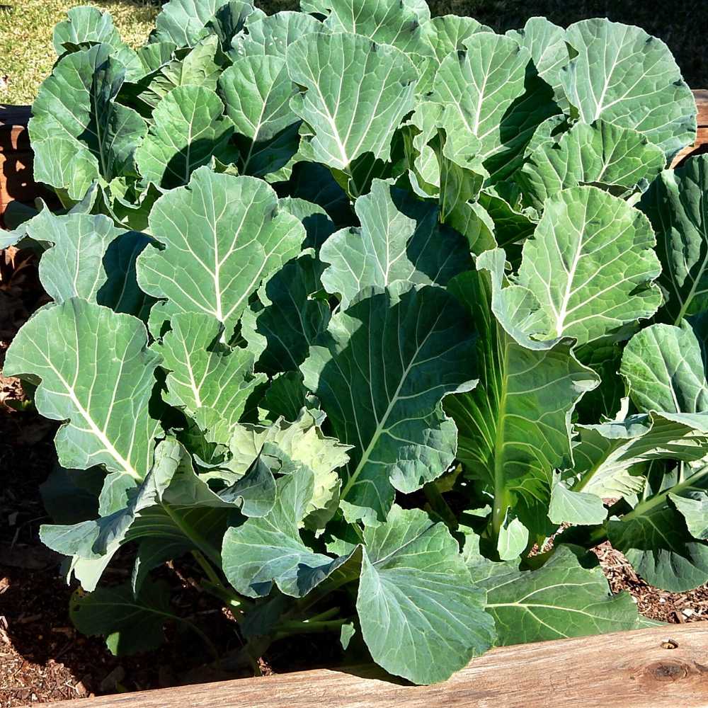 Collard Greens thriving in a raised garden bed