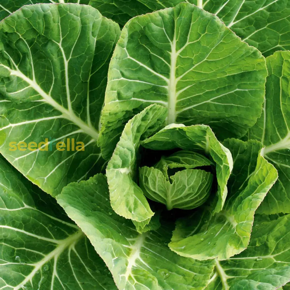 Collard greens growing guide