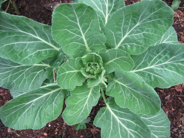 Planting instructions for Collard Greens seeds
