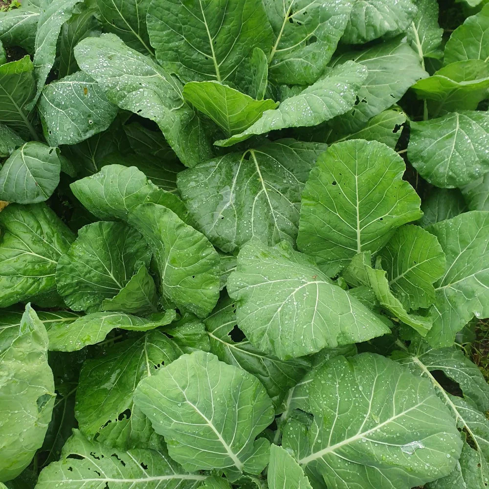 Non-GMO Collard Greens seeds for home garden planting