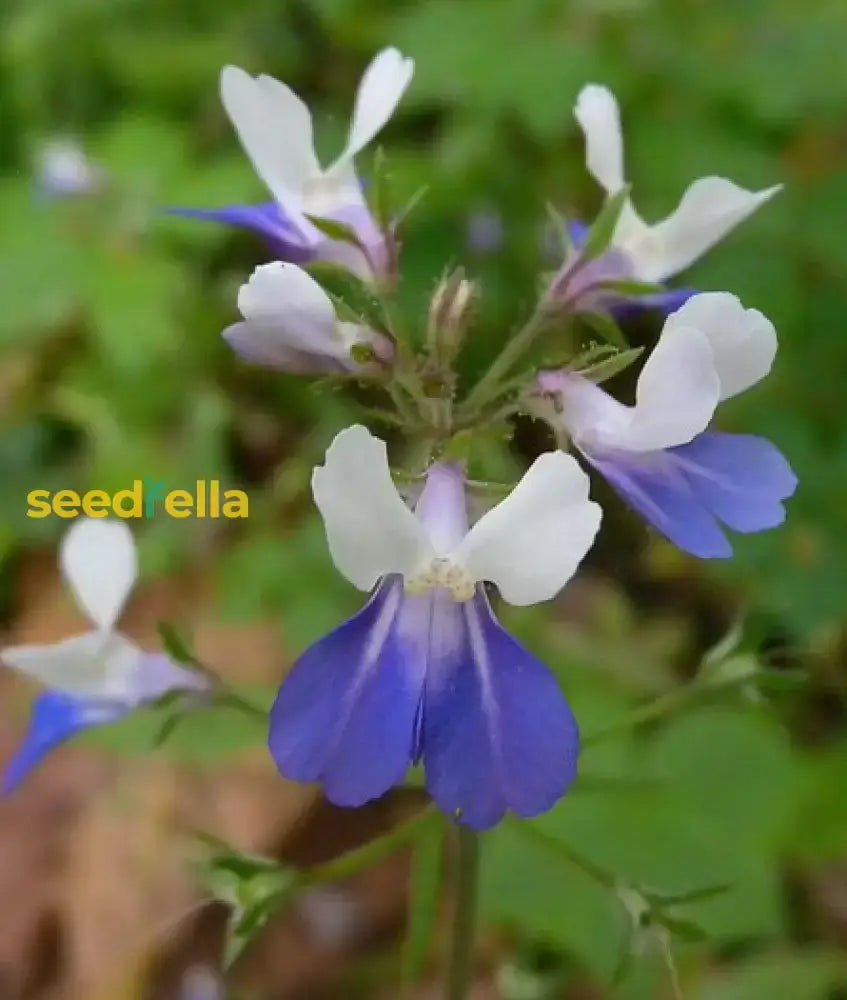 Collinsia Verna Flower Planting Seeds - Vibrant Annual For Colorful Gardens