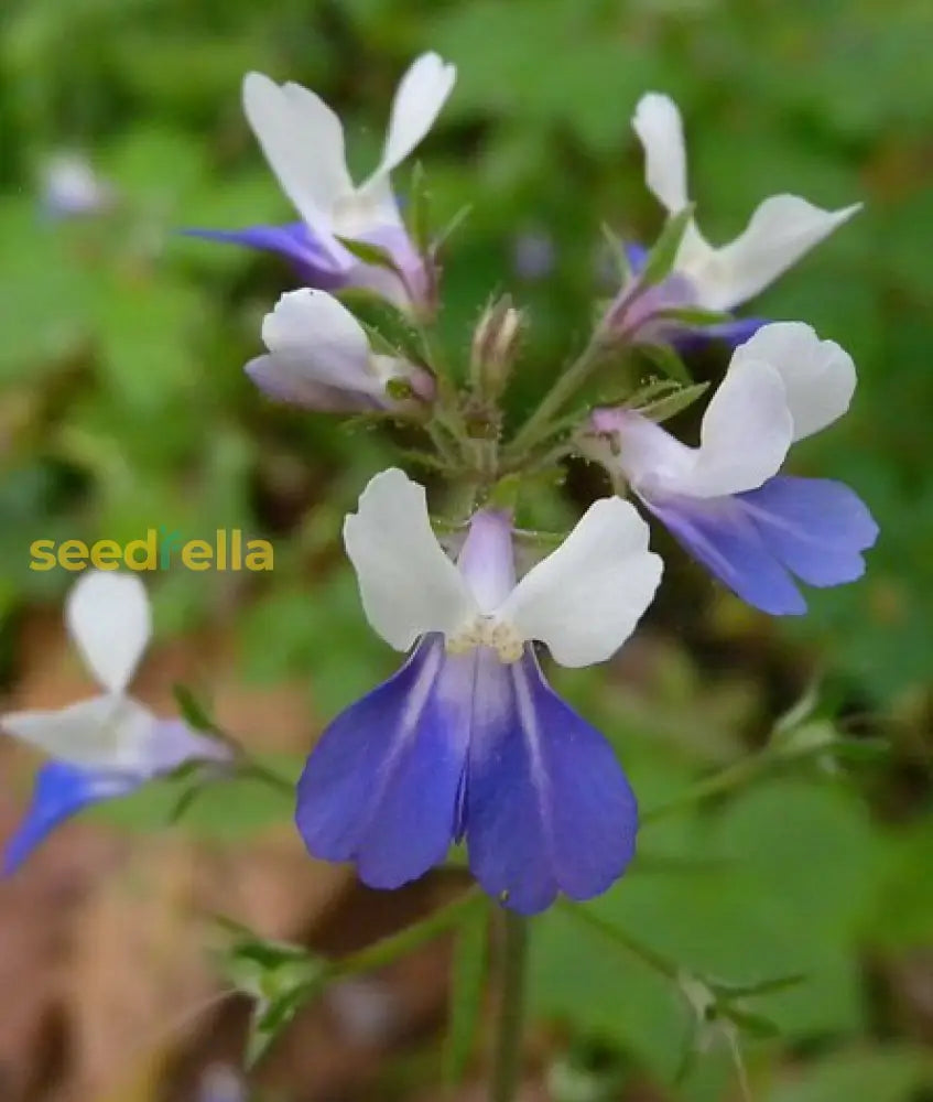 Collinsia Verna Flower Planting Seeds - Vibrant Annual For Colorful Gardens