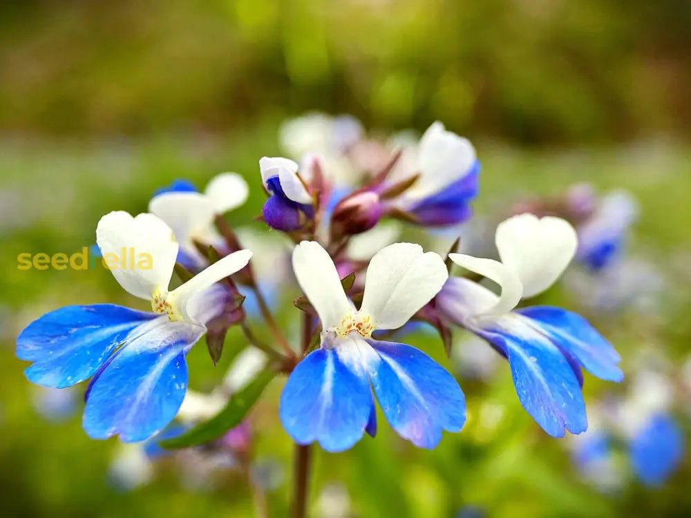 Collinsia Verna Flower Planting Seeds - Vibrant Annual For Colorful Gardens