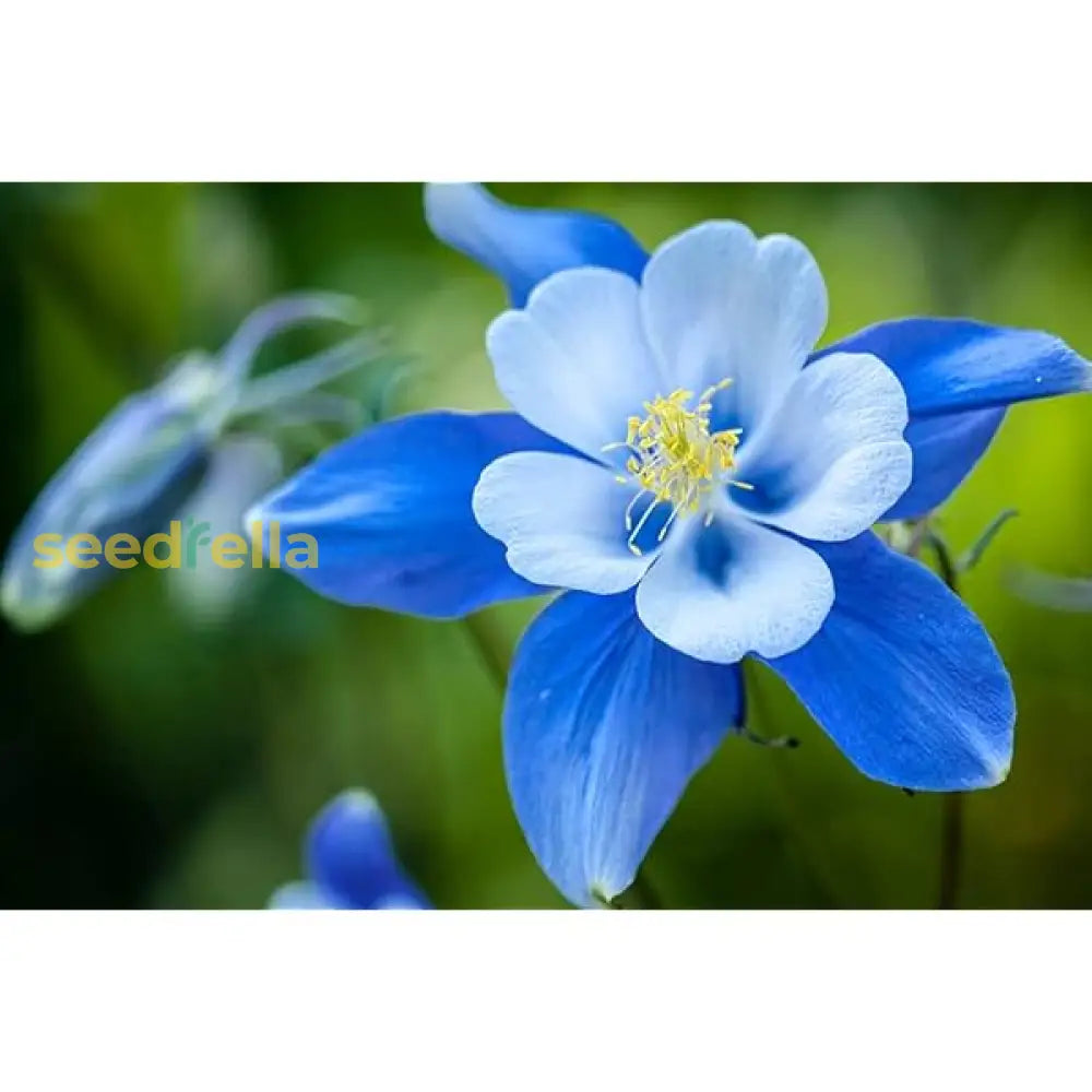 Colorado Blue Flower Seeds For Planting  Brighten Your Garden With Stunning Blooms