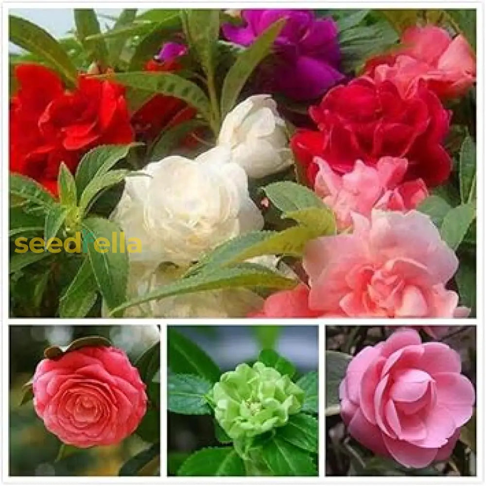 Colorful Balsam Flower Planting Seeds  Easy Spring Garden Annuals