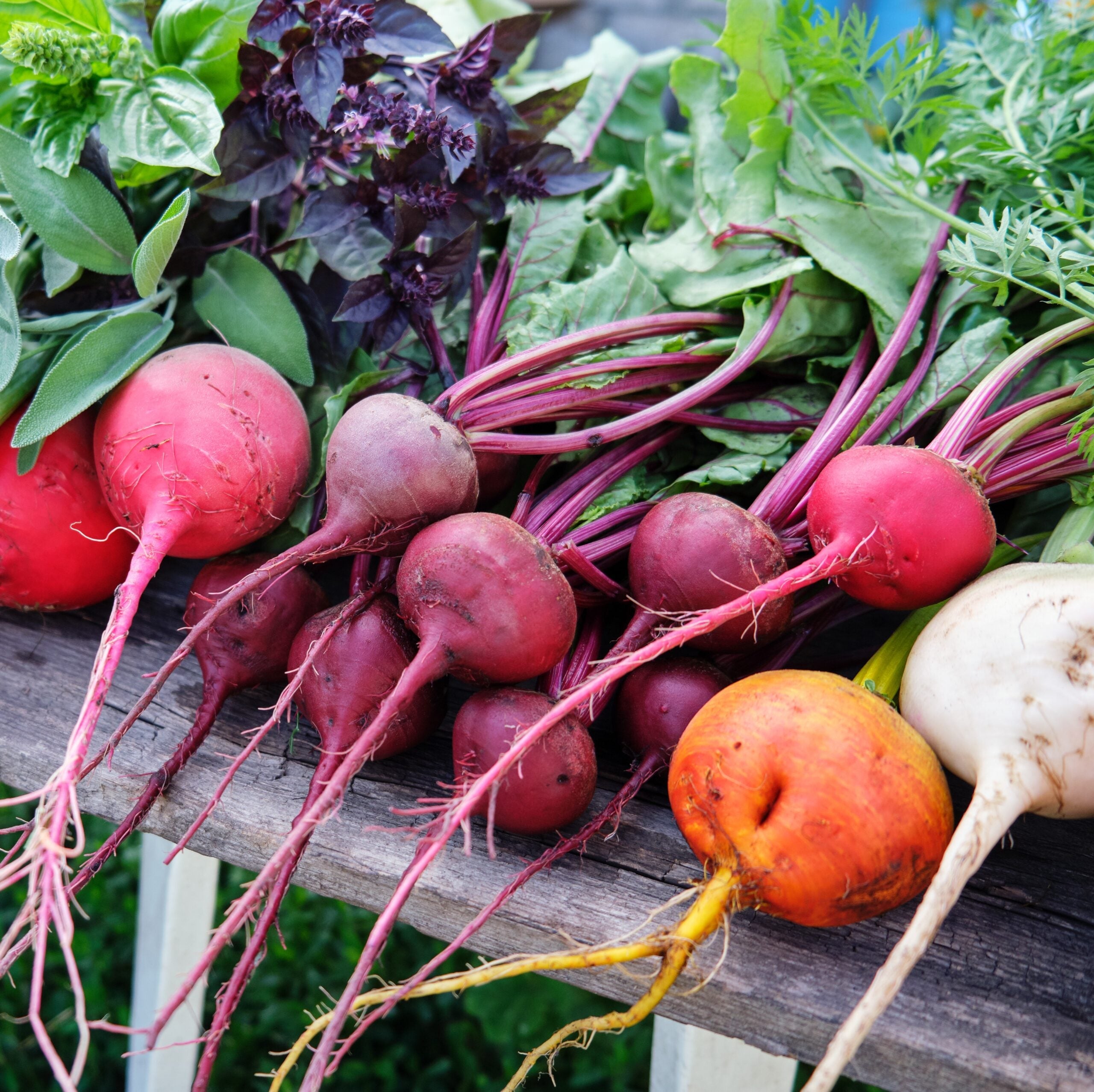 Colorful mixed beetroot harvest with multiple varieties