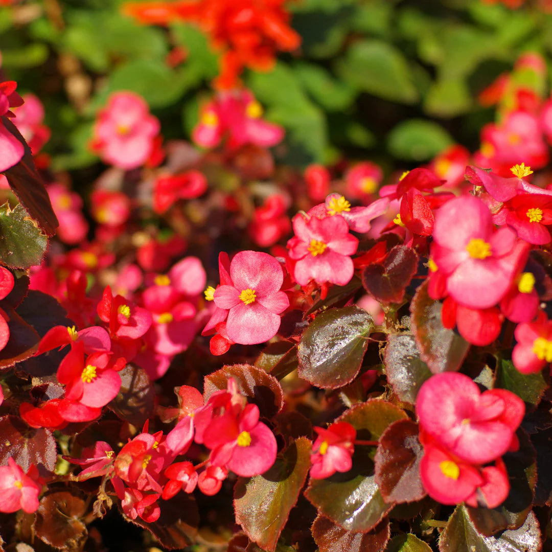 Colorful Begonia Flowers Growing in a Shaded Garden