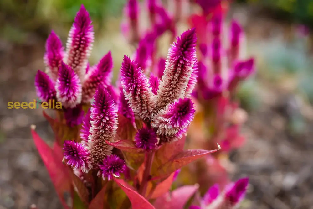 Colorful Celosia Spicata Seeds For Planting