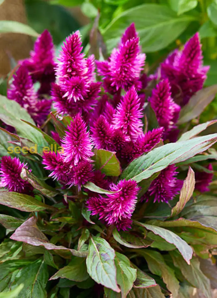 Colorful Celosia Spicata Seeds For Planting