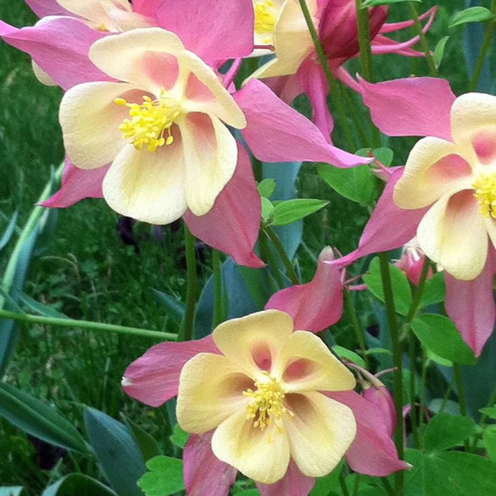 Colorful Columbine Flower Seeds for Containers and Beds
