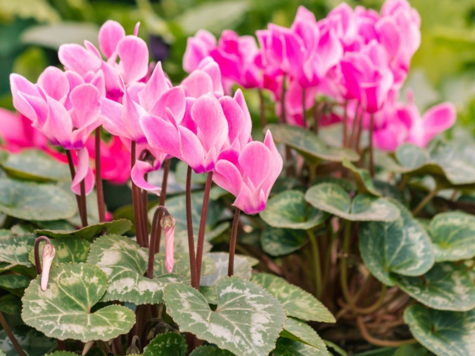 Colorful Cyclamen flowers blooming in garden bed