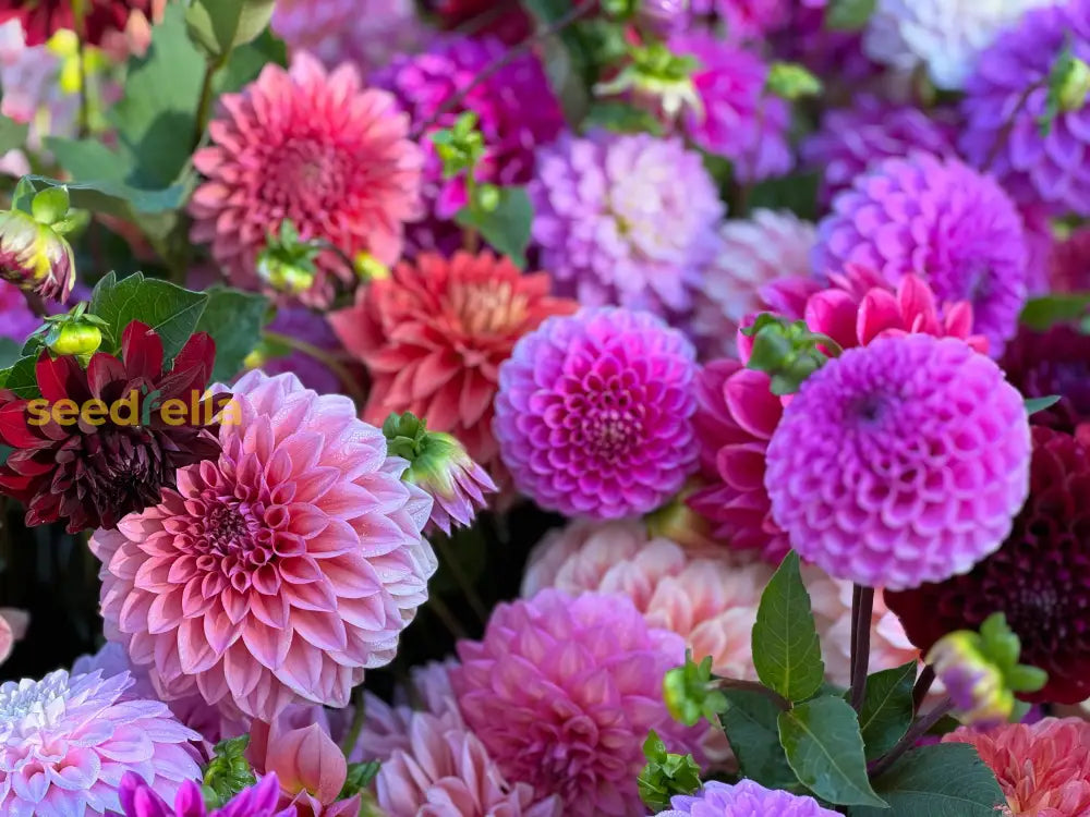 Colorful Dahlia Seeds For Vibrant Planting And Garden Beautification