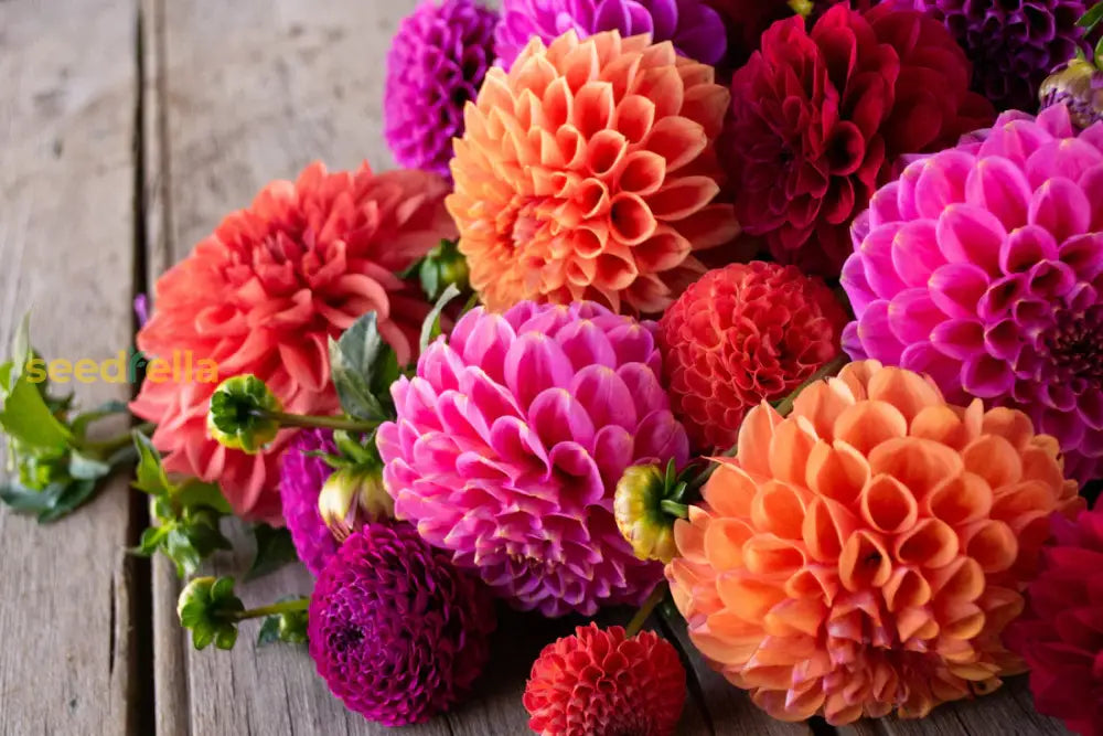 Colorful Dahlia Seeds For Vibrant Planting And Garden Beautification