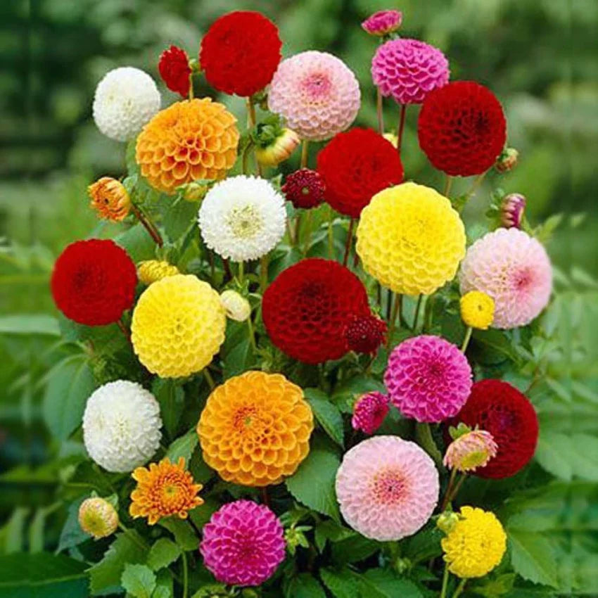 Colorful Dahlia Variety Seeds for Garden Borders