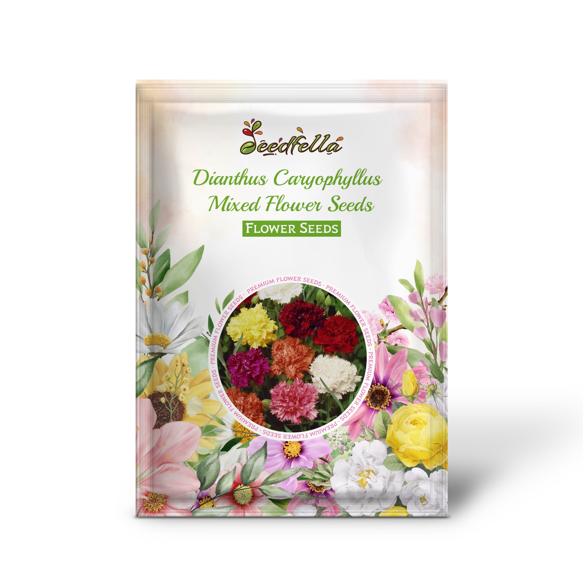 Colorful Dianthus Carnations Blooming in Garden