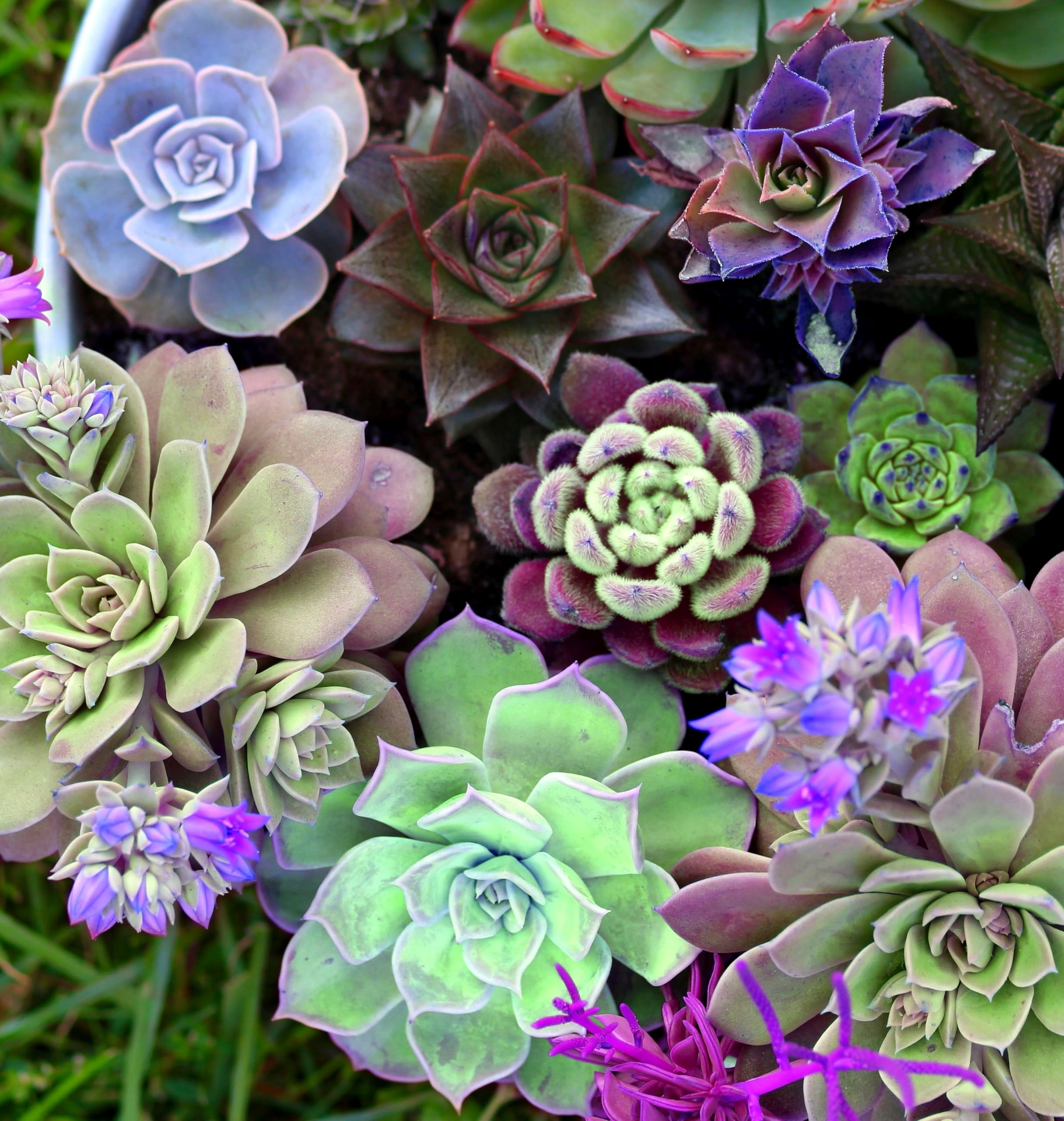 Colorful Echeveria Succulent Seeds for Pots and Planters