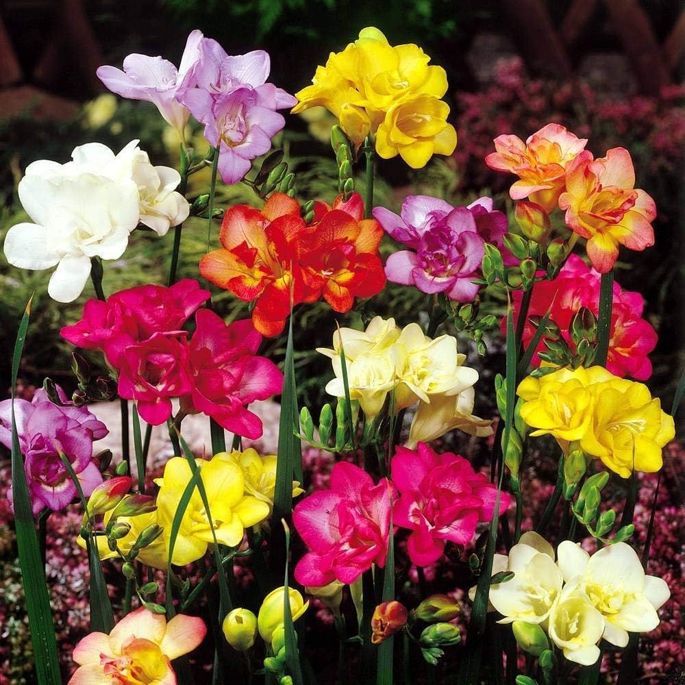 Colorful Freesia Flower Varieties in Full Bloomc