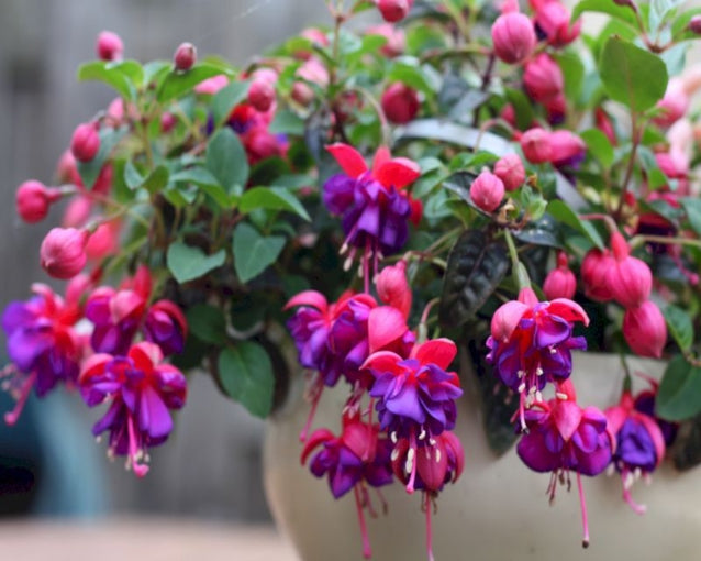 Colorful Fuchsia Blooms for Borders and Pots
