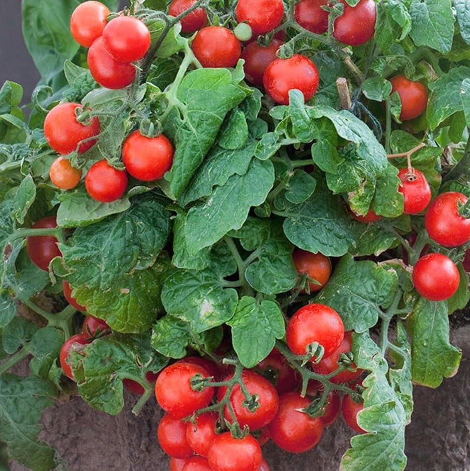Colorful giant tomatoes in assorted varieties