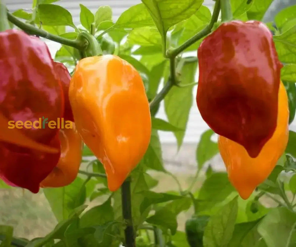 Colorful Habanero hot peppers growing guide