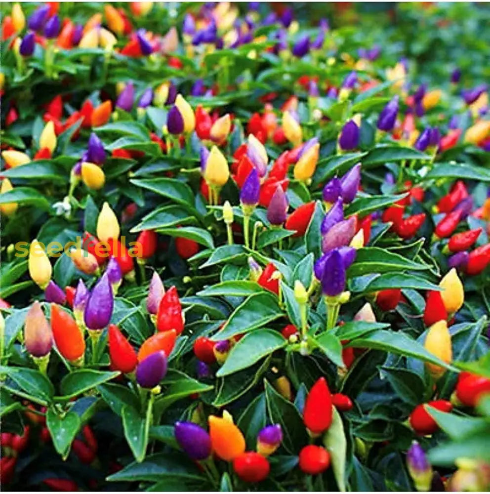 Colorful hot ornamental pepper garden seeds