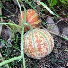 Colorful Kajari melons with striped rinds in the garden