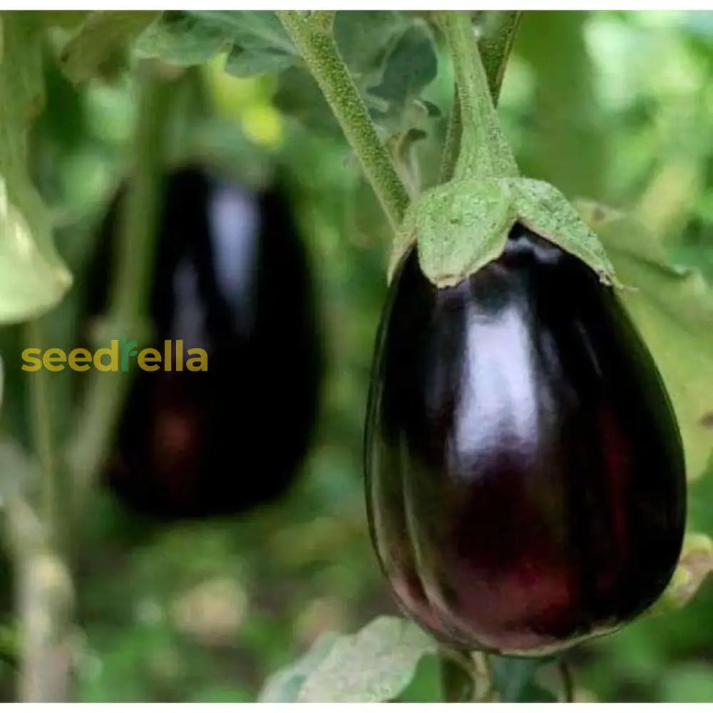 Colorful mixed eggplant seeds for home planting