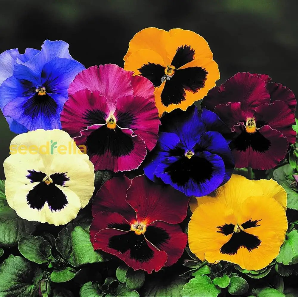 Colorful Mixed Pansy Flower Seeds For Planting