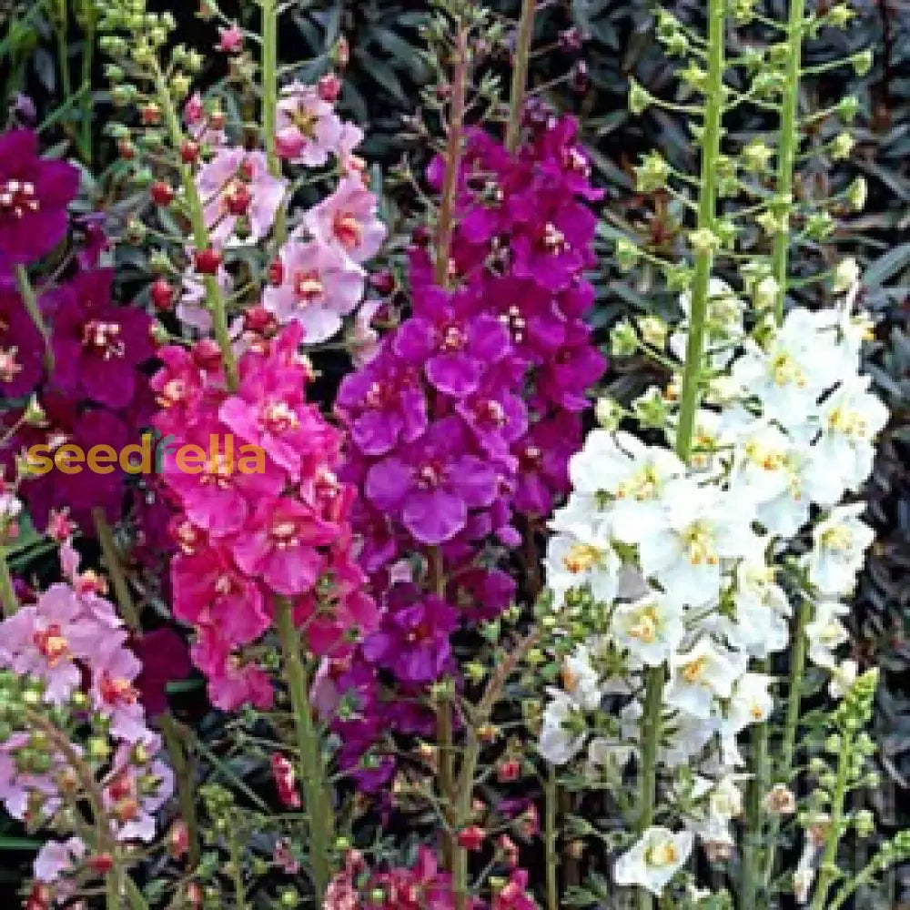 Colorful Mixed Phoeniceum Flower Seeds For Planting