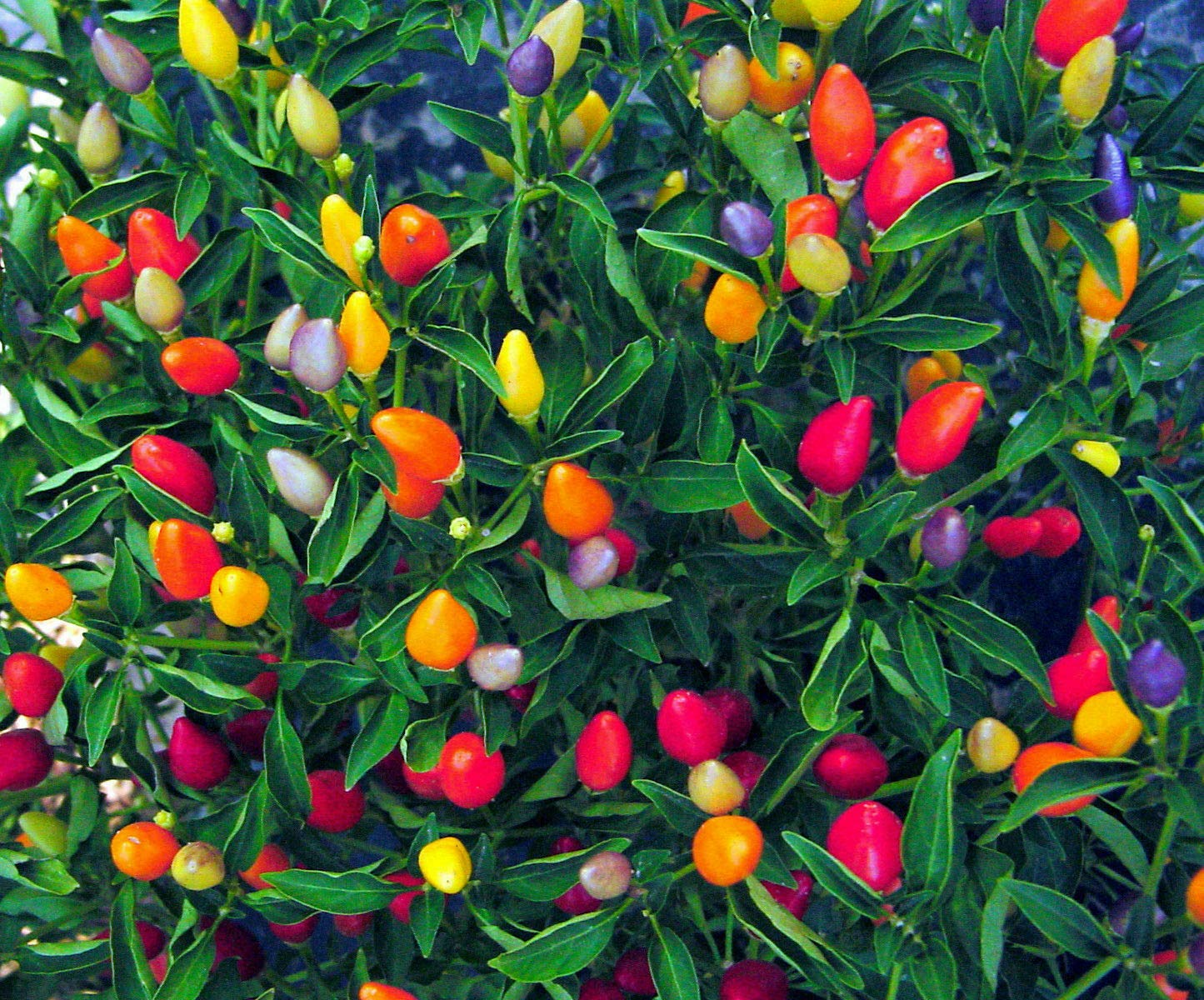 Colorful ornamental pepper plants grown from seeds