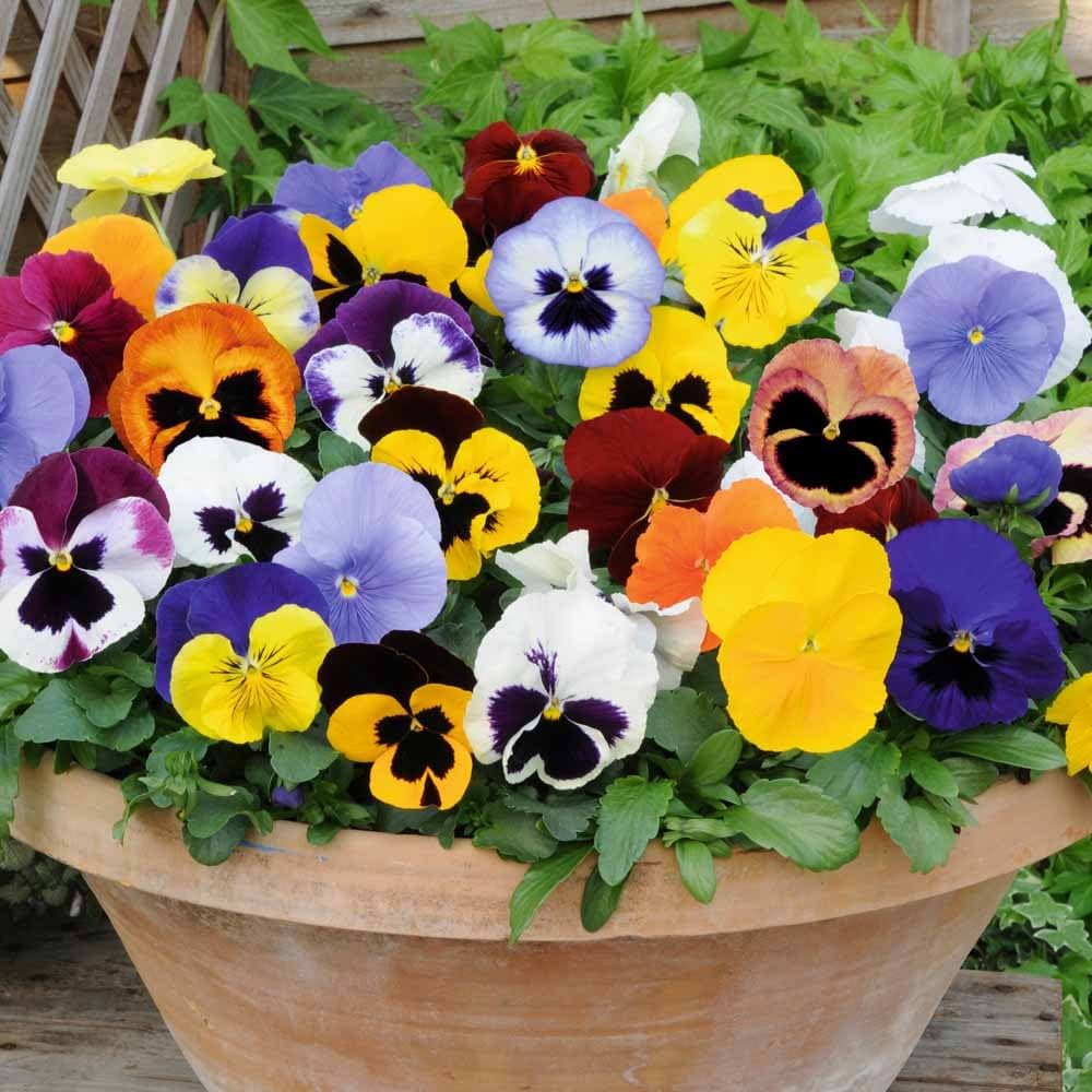 Colorful Pansy Flower Bed with Mixed Shades