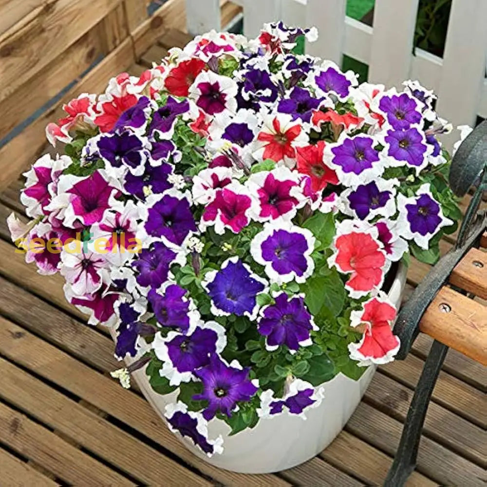 Colorful Petunia Seeds For Planting - Brighten Up Your Garden