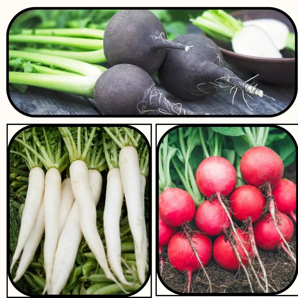 Colorful radish varieties growing in home garden
