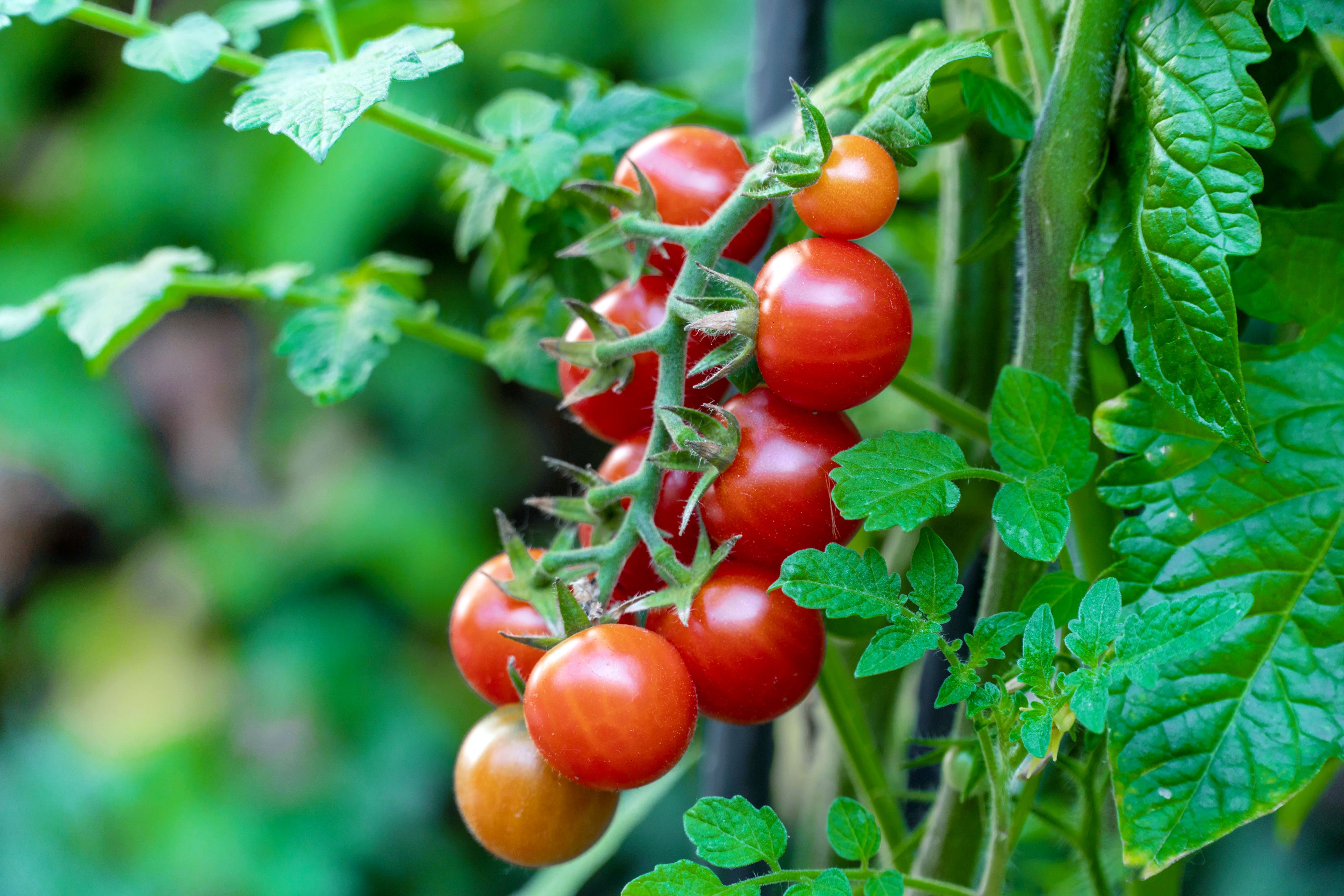 Colorful rainbow tomatoes grown from seeds