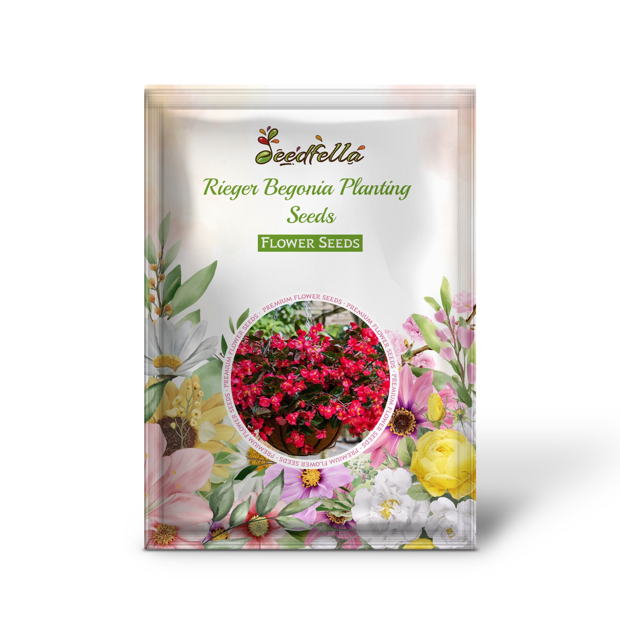 Colorful Rieger Begonia Blooms in Garden