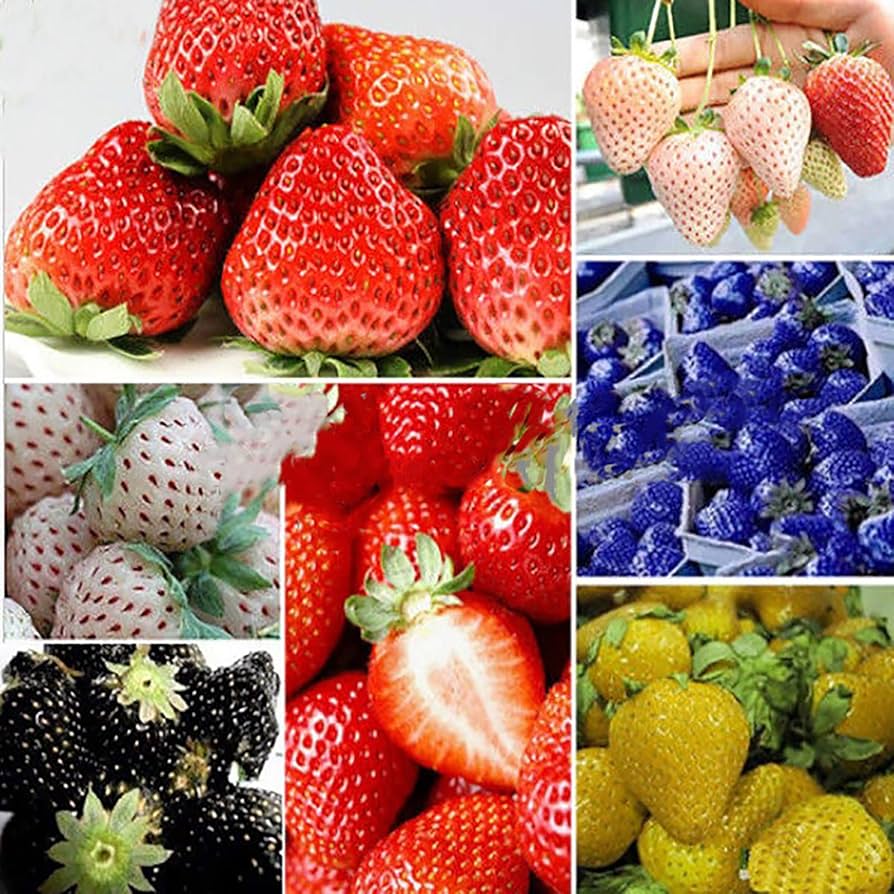Colorful strawberry plants growing from rainbow seeds