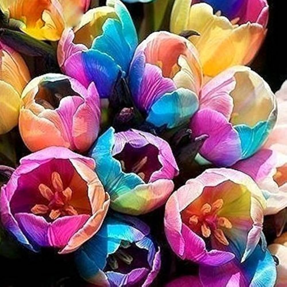 Colorful Tulip Flower Border with Rainbow Mix