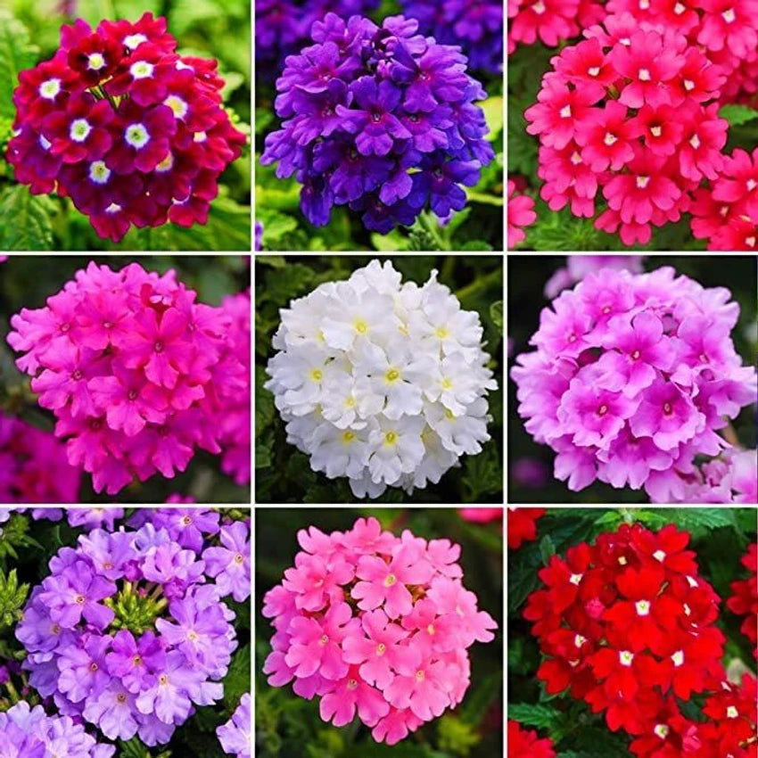 Bright multi-color Verbena blooms in garden beds
