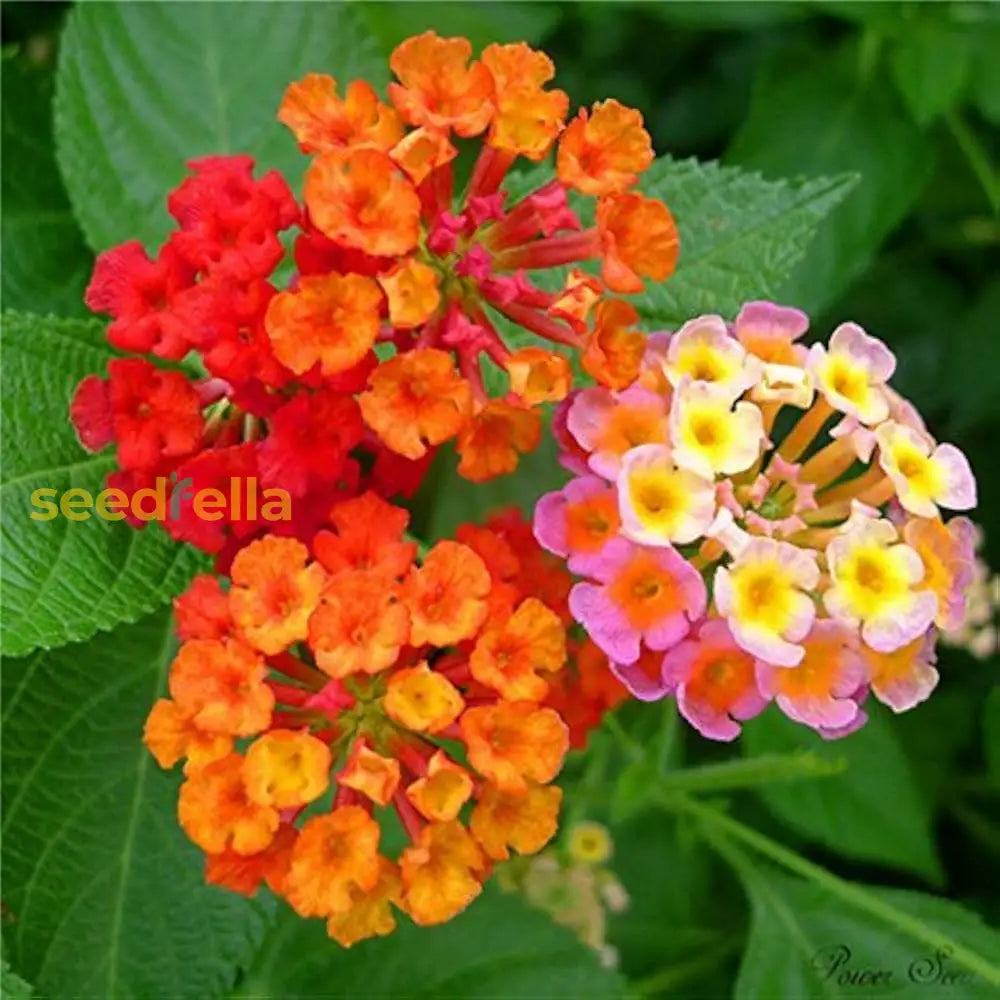 Wandelrose seeds for vibrant mixed color flowers