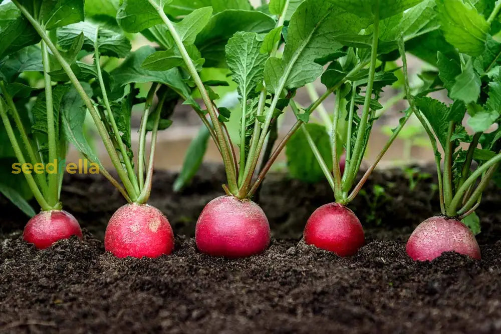 Colorful watermelon radish vegetable seeds