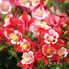 Close-up of red and white Columbine flower petals
