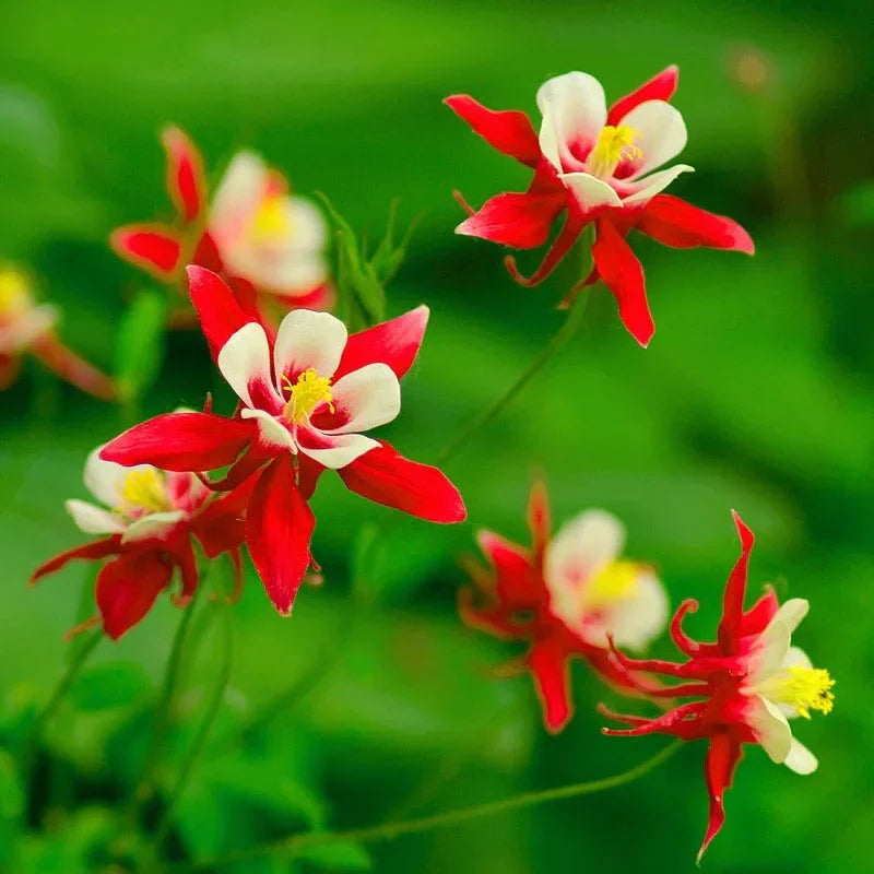 Red and White Columbine flowers growing in garden borders