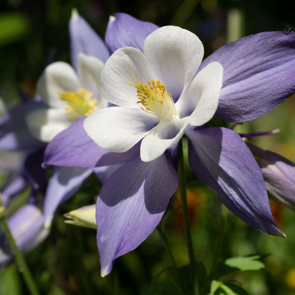 Columbine (Columbine Flower) seeds for planting in home garden