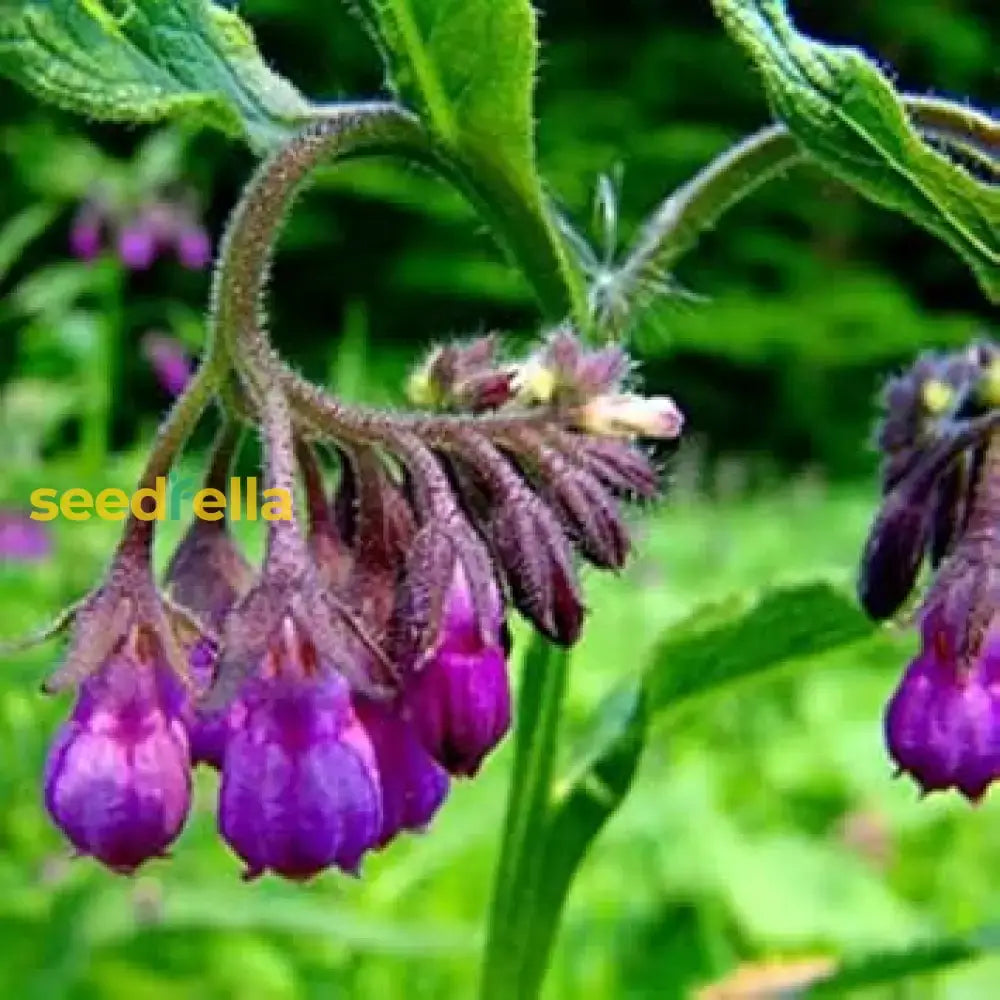 Comfrey Flower Seeds For Planting  Perennial Garden Blooms