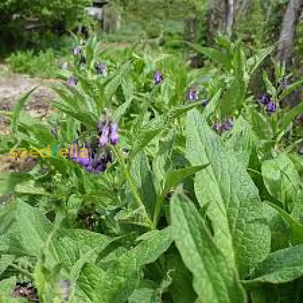 Comfrey Flower Seeds For Planting  Perennial Garden Blooms