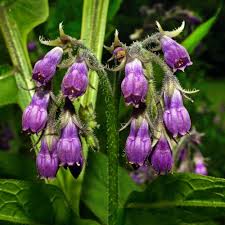 Close-up of Comfrey leaves in herb garden