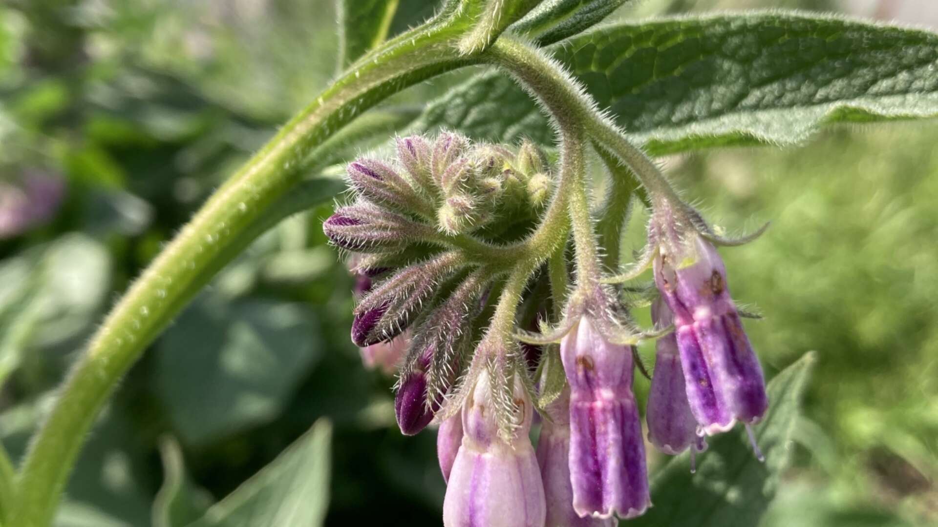 Comfrey herb plant with large green leaves