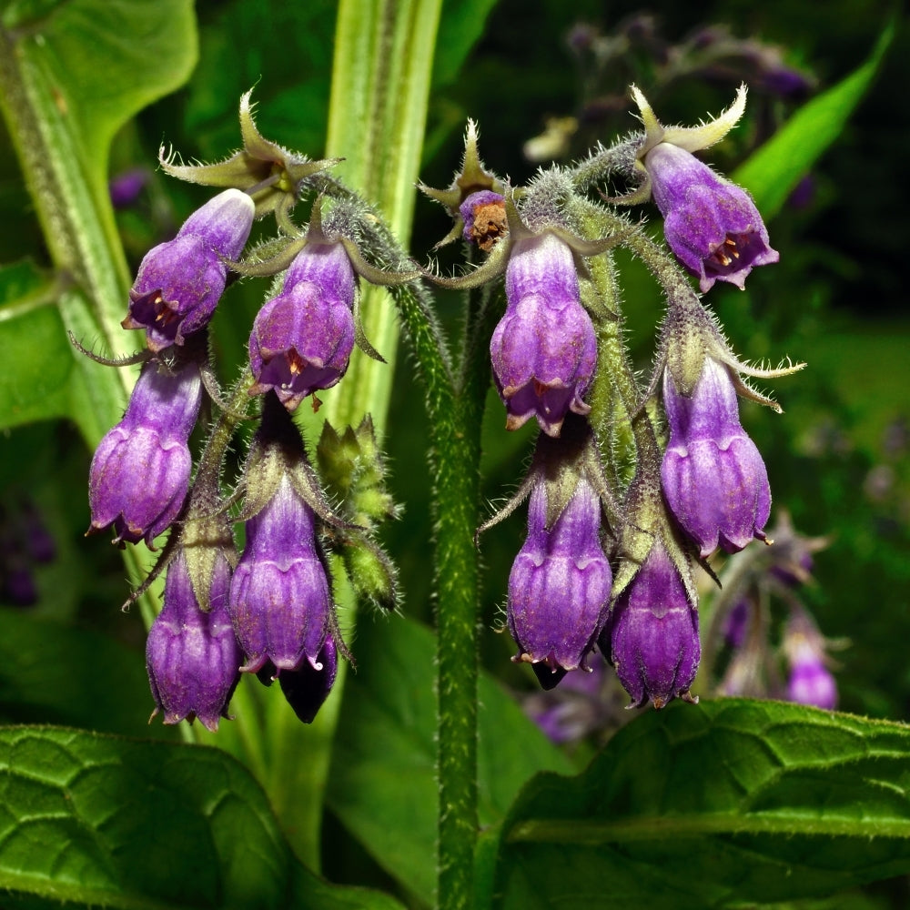 Comfrey (Comfrey Flower) seeds for planting in home garden
